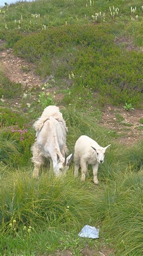Baby Mountain Goat Camping With Us #anythingoutdoorswithsteve #adventure