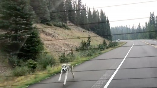 Incredible video shows a wild wolf chasing a family car