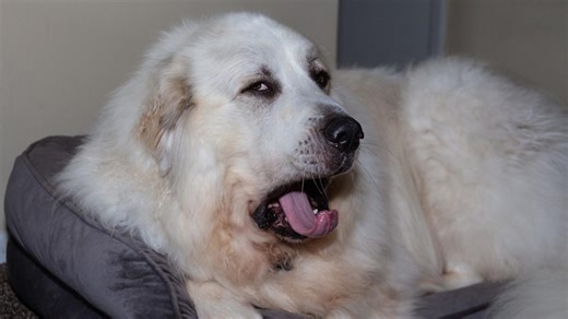 Great Pyrenees Throws a Full Meltdown Over Breakfast and People Can’t Stop Laughing