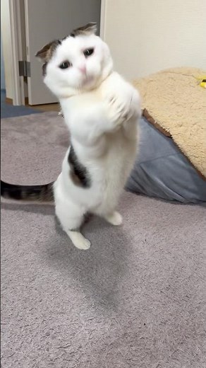 短足でも最強！連続ジャンプ猫パンチ🔥😂 #Shorts