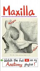 Anatomy of the Maxilla - Anatomy of the jaw & skull (Head & Neck)...#neuroanatomy #surgery #anatomy