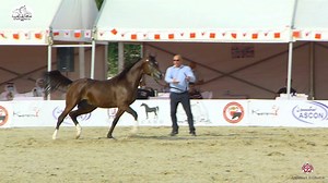 And AMS JAMAL (JAIPUR EL PERSEUS x BB JAMALA) qualifies for the Junior Colts Championship placing 1st in class 8A! Congratulations to the owner and breeder AL MUDHAHKA STUD! #bahrain #nationalday #arabianhorse | Arabian Essence di Elvis Giughera