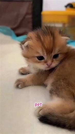 tiny boss on sleep mode #cute #kitten #tinycat #catshorts #cutecats #sleepykitten #funnycats