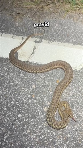 Huge Pregnant Garter Snake in the Road!