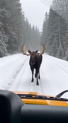 Massive Moose Blocks School Bus in Snowstorm! 🫎❄️