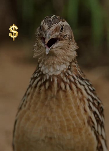 Exploring Common Quail Sounds for Enthusiasts