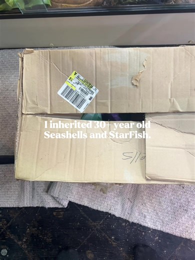 I inherited 30  year old shells! - #shells #seashells🐚 #florida #seashells🐚 #gulfofmexico #pacificocean #atlanticocean #shelling #shellfishing - #leopardgecko #leopardgeckosofinstagram #leopardgeckos #ballpython #ballpythonmorphs #ballpythons #ballpythonsofinstagram #reptile #reptilelover #reptilekeeper #reptilelove #reptile #reptiles #reptilesofinstagram #snake #lizard #reptilelover #snakes #snakesofinstagram #gecko #animals #pet ##lizardsofinstagram #lizards #pets #exoticpets #reptilekeeper 