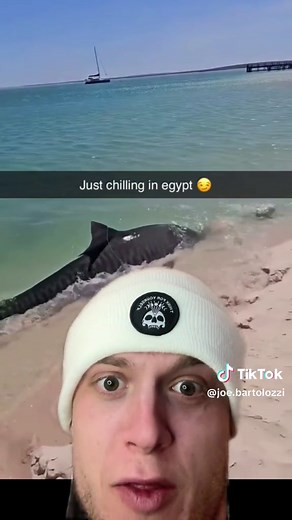 Encounter with a Tiger Shark on the Beach