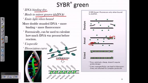 sybr green和taqman有什么区别 - 新闻 2026