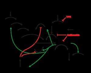 Discovery and development of direct thrombin inhibitors - Alchetron, the free social encyclopedia
