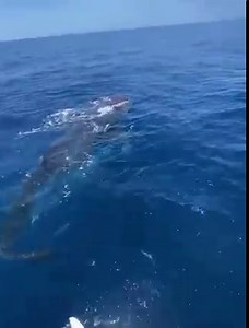 6.1K views · 224 reactions | WOW! Check out this video of a 35 ft Whale Shark spotted near Anna Maria Island recently! Have you ever been this close to one? 麗 Video: Captain David White with Anna Maria Charters | St.Pete Beach, Florida | Facebook