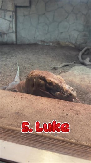 The big week is here! Symbolically name a cockroach, rat, or veggie after an ex or not-so-special someone, and we’ll feed it to an animal resident! Best of all, revenge is even cheaper this year! $5 cockroach $5 veggies $15 rodent Each donation supports our vision of securing a future for wildlife Learn more on our website! | San Antonio Zoo