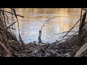 Fishing on the small river 🥶 Will we catch the winter carp?
