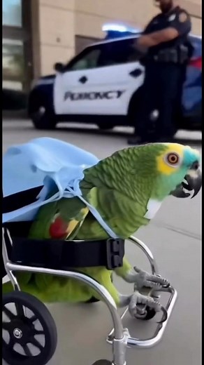 🦜 Parrot Escapes the Hospital Like a Movie Hero 😂 | “I’m Not Paying That Bill!” 💸 The hospital couldn’t handle him anymore! 🏥💀 Our dramatic parrot is back — this time escaping in a wheelchair! 💨 👩‍⚕️ Nurse: “Hey! You forgot your discharge papers!” 🦜 Parrot: “Keep them! Frame them!” 👮 Officer: “Should we stop him?” 🦜 Parrot: “You can’t stop a legend on wheels!” Pure chaos, feathers, and comedy gold in one viral short! 🦜😂 #FunnyParrot #TalkingBird #AIshorts #FunnyAnimals #HospitalComed