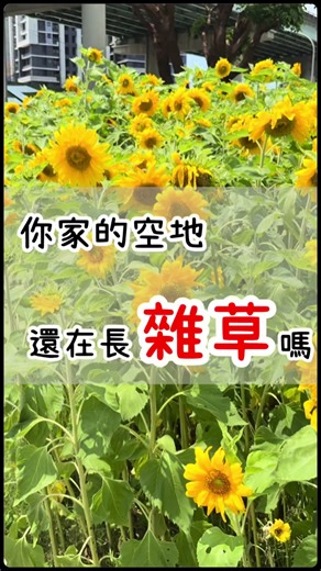 你家的空地還在長雜草嗎？ 那你一定要種這個 向日葵種子🌻 只要灑下去澆澆水 就變成一塊漂亮的向日葵花海 很多農地都拿來做休耕綠肥 還能順便景觀美化✨ 一塊空地直接升級成打卡景點📷 如果妳也想擁有一片漂亮的太陽花海 留言「向日葵」 我傳種子連結給你 #向日葵 #花海 #景觀美化 #休耕綠肥