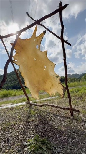 鹿の皮を干す。皮なめしの第一歩