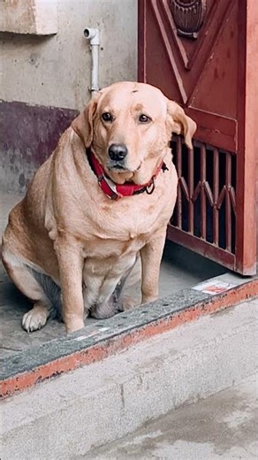 mini Labrador 🐕 #doglove #youtubeshorts #labrador #viralshorts