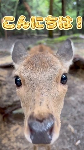 【神対応】奈良の鹿がまさかの連続お辞儀！礼儀正しすぎて人間超え！？