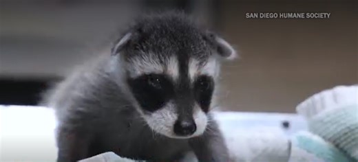 San Diego Humane Society prepares for annual baby shower