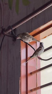 Animal bride#lifeisbutadream