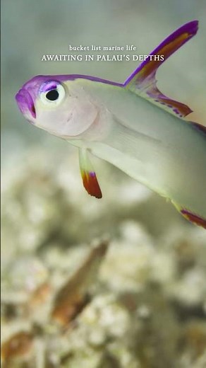 Dreaming of your ultimate bucket-list dive? 🌊🐠