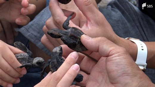 「カメさん頑張れ」海の環境を守り次世代へ中田島砂丘で清掃活動とウミガメ放流会＝浜松 | TBS NEWS DIG