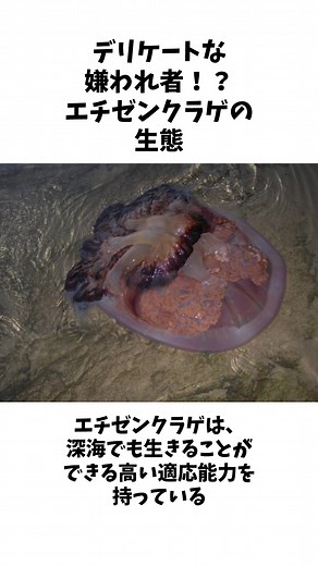 エチゼンクラゲの驚異的な生態と特徴