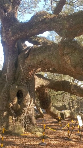 Angel Oak Tree #angeloaktree #nature #naturelovers #charlestonsc #tree #stateparks #historic