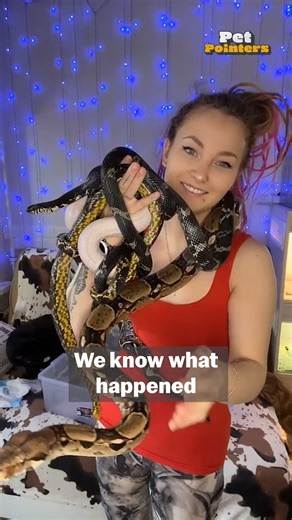 Here's sssome tips for the care and keeping of your best reptilian friendsss 🐍 #Snakes #Tips #Advice #PetCare #PetPointers | The Pet Collective