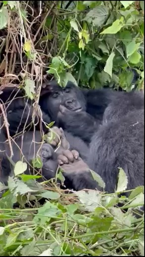 Gorilla Trekking in Rwanda 🇷🇼 and Uganda book now info@gorillatourbooking.com #Rwanda #uganda #Tour #holidays #Safaris #Movies