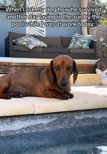 Understanding Dachshund Behavior on Ruff Days