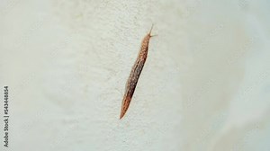 Limax Maximus Land Snail Gastropod. Limacidae Family Mollusk. Slow Slug Wildlife Insect. Slug Crawls On White Wall. Slippery Brown Slug On Garden