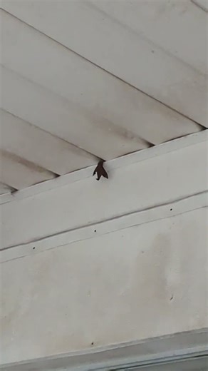 A Kissing Moth