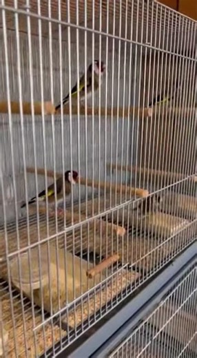 Inside a Bird Store with European Goldfinches and Canaries