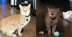 Cala, musical cat behind viral hit “I Go Meow,” has died — see the beautiful tributes to this beloved star