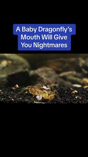 Blink and you’ll miss that snap attack. #spookyseason #tiktokhalloween #dragonfly #science #deeplook