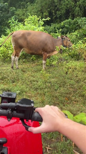 ATV Adventure in Bali: Sands and Serenity
