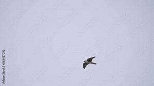 Prairie Falcon flying through the sky in slow motion over Utah on cloudy day.