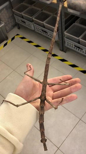 I bet that’s the largest stick insect you ever seen 😏 #tiktok #insecthaus