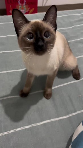 Adorable Cute Cat Videos Compilation