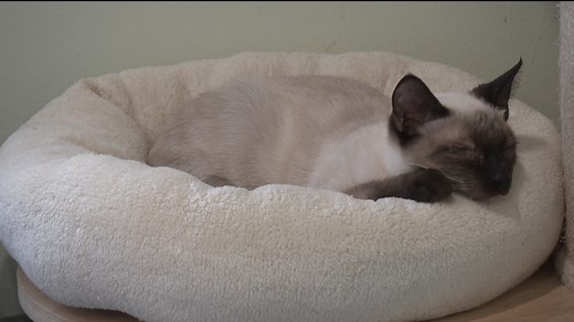 Kitten Rescue Adoption Room