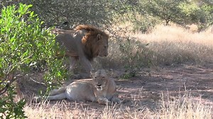 Close View Male Lion Lying Down Stock Footage Video (100% Royalty-free) 1072416068 | Shutterstock