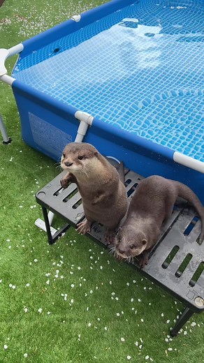 cherry blossom bath 桜風呂 #otterlover #otterbaby #cuteotter | Otters