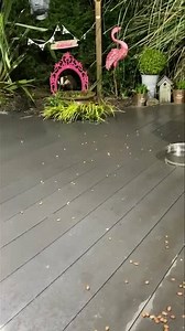 12K views · 5K reactions | So this night last year was the last time I saw Baby Bumpy! I hadn’t seen him for 5 months and at first wasn’t convinced it was him but it was ❤️ I just hope he’s living a lovely life and he comes back to see his Badger Mum one day  | Mr Lumpy & Friends. | Facebook