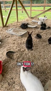 #MeatRabbits#RaisingRabbits#HomesteadRabbits#RabbitFarming#BackyardMeatRabbits#SustainableMeat | Roots & Rabbits Homestead