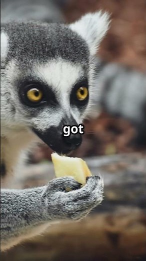 Did You Know This About Aye-Ayes?