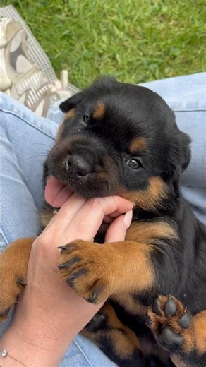 Stop🥹 #rottweiler #puppy #dogs