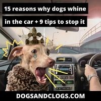 15 Reasons Why Dogs Whine In The Car   9 Tips To Stop It
