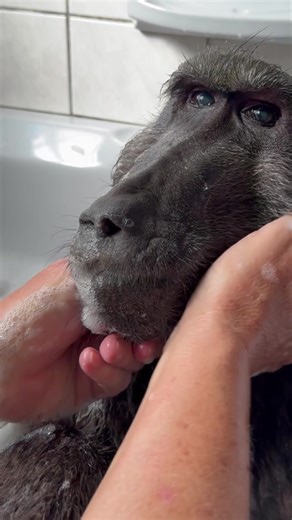 Celebrating Family Moments with Cindy the Baboon