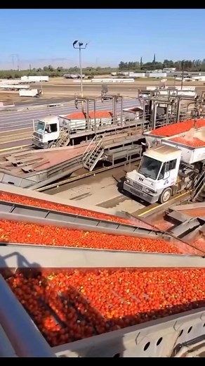 165K views · 4.5K reactions | This is how advanced processing of tomatoes works, maximizing profit through value addition instead of selling them fresh. | The Ghanaian Farmer | Facebook